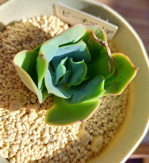 f:id:corohako:20201208193701j:image