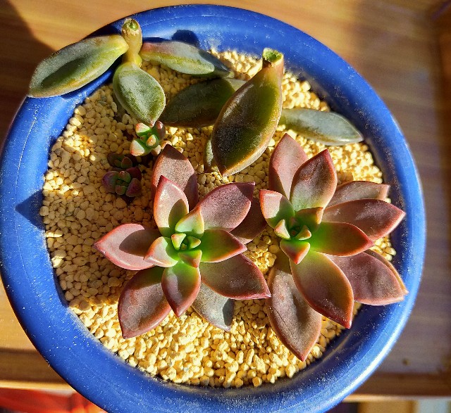 f:id:corohako:20201208193811j:image