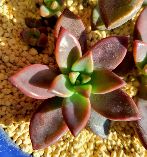 f:id:corohako:20201208193817j:image