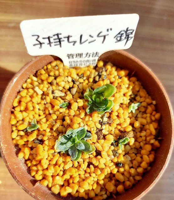 f:id:corohako:20201208194056j:image