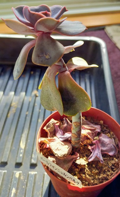 f:id:corohako:20201208194137j:image