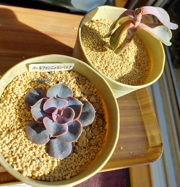 f:id:corohako:20201208194149j:image