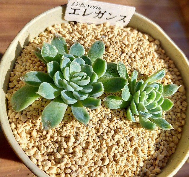 f:id:corohako:20201208194316j:image