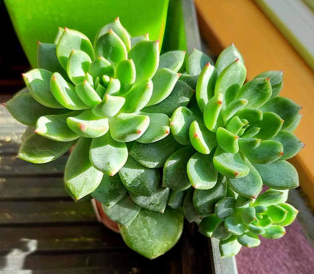 f:id:corohako:20201208194353j:image