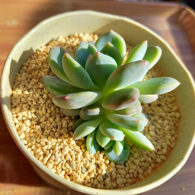 f:id:corohako:20201208194712j:image