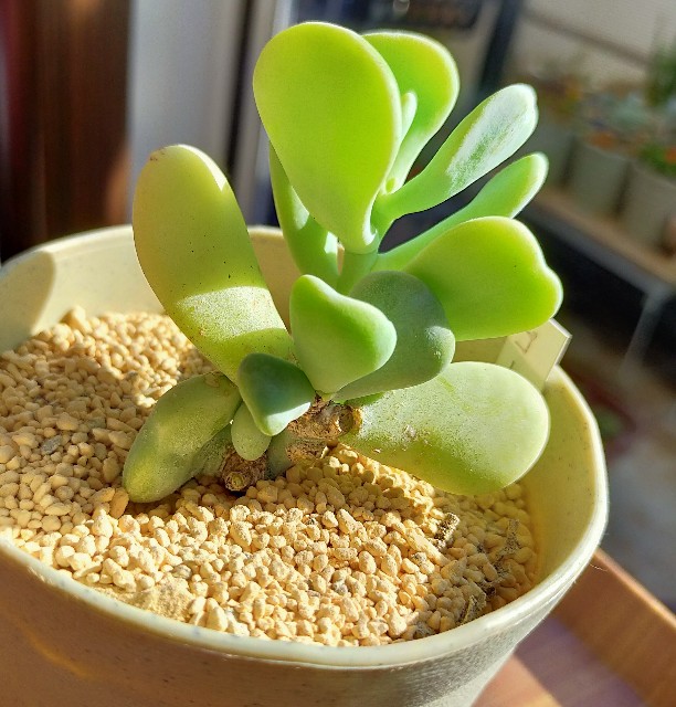 f:id:corohako:20201210113040j:image