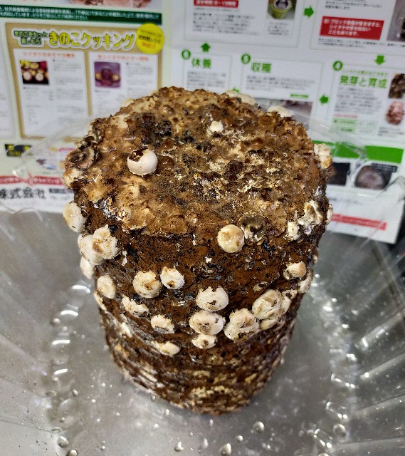 f:id:corohako:20201211172124j:image