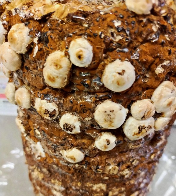 f:id:corohako:20201211172159j:image