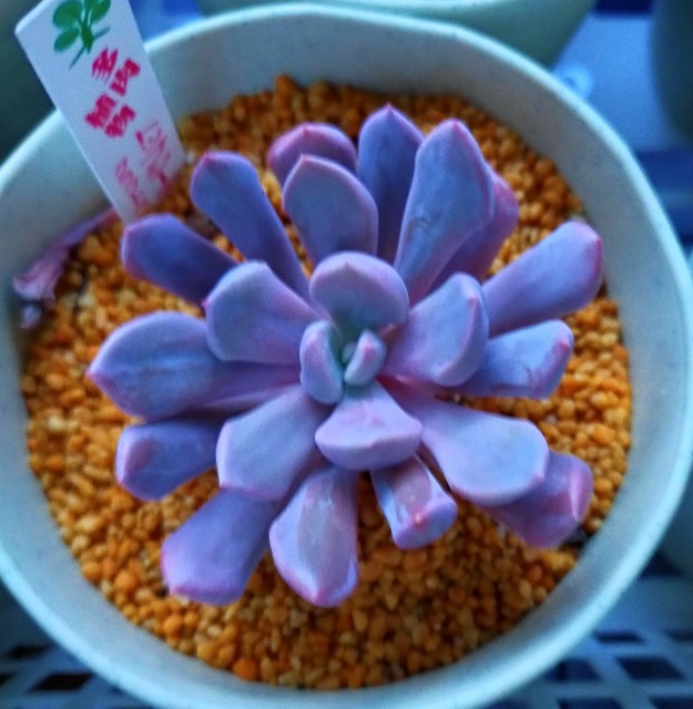 f:id:corohako:20201213165954j:image