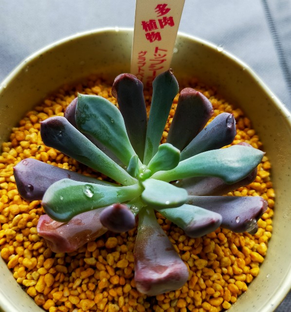 f:id:corohako:20201213170716j:image