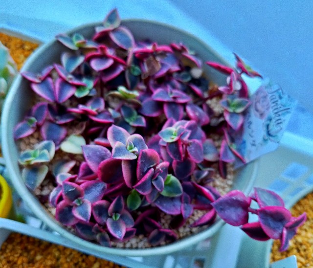 f:id:corohako:20201213215451j:image