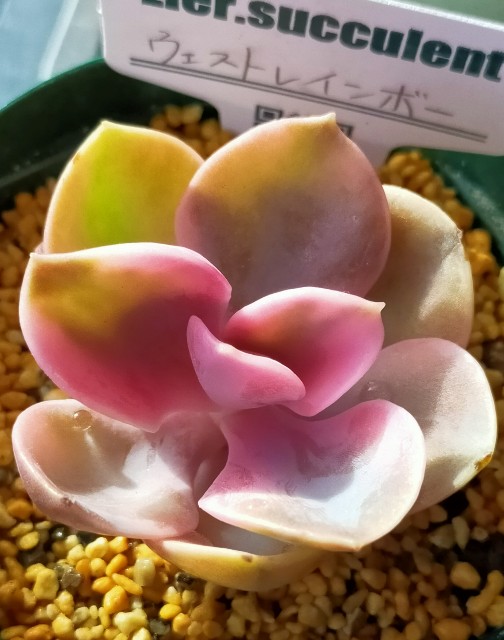 f:id:corohako:20201215171005j:image
