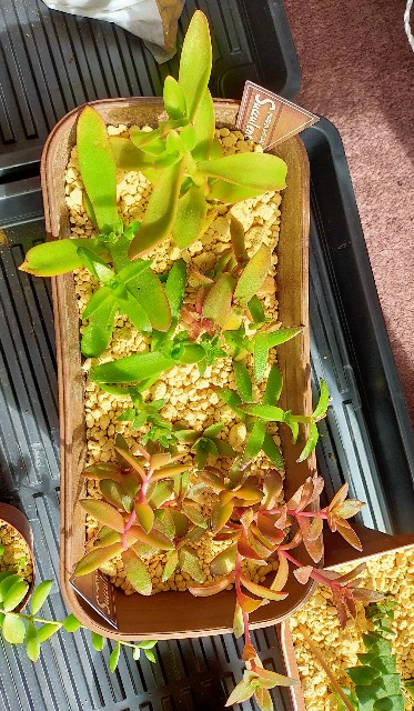 f:id:corohako:20201215171406j:image