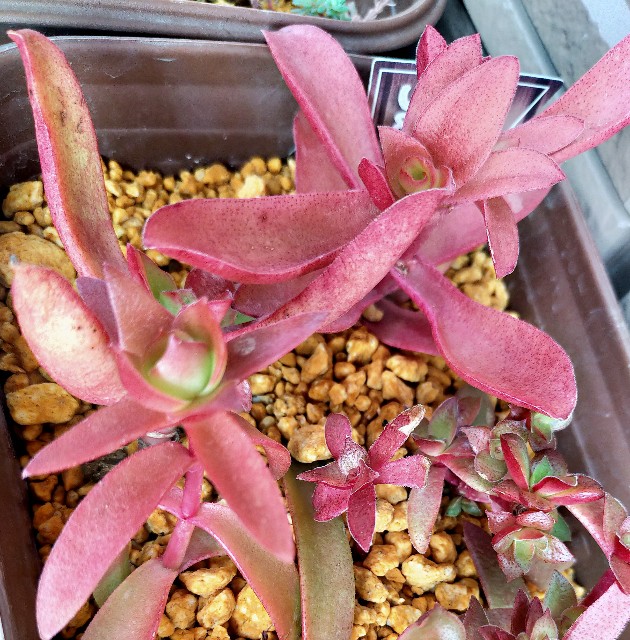 f:id:corohako:20201215171418j:image