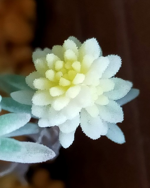 f:id:corohako:20201215171504j:image