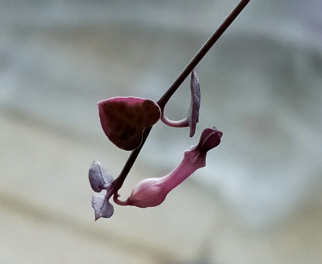 f:id:corohako:20201216171719j:image