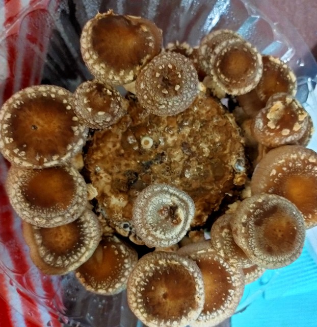 f:id:corohako:20201216184640j:image