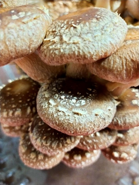 f:id:corohako:20201216184708j:image