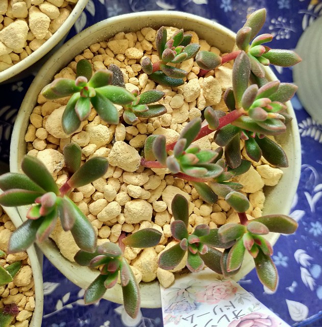 f:id:corohako:20201216200309j:image
