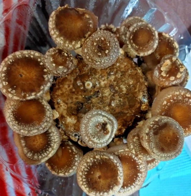 f:id:corohako:20201217205247j:image f:id:corohako:20201217205247j:image