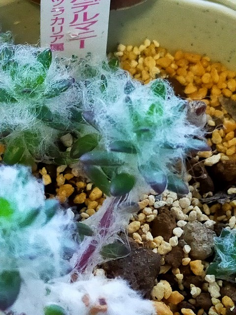 f:id:corohako:20201218171107j:image