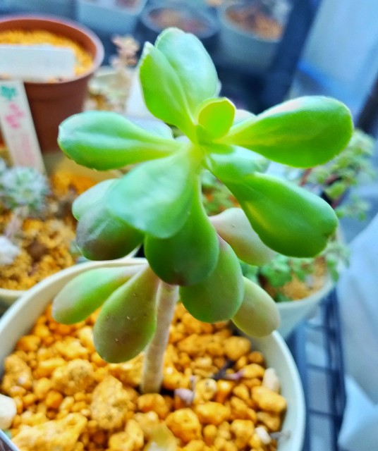 f:id:corohako:20201218171126j:image