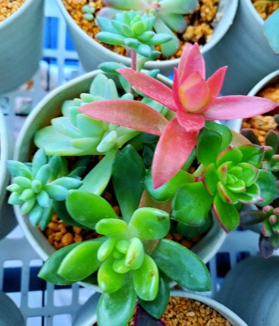 f:id:corohako:20201218171438j:image