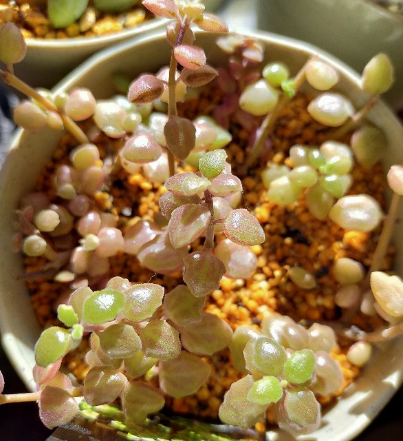f:id:corohako:20201219181707j:image f:id:corohako:20201219181707j:image