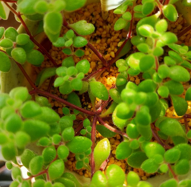 f:id:corohako:20201219181940j:image f:id:corohako:20201219181940j:image