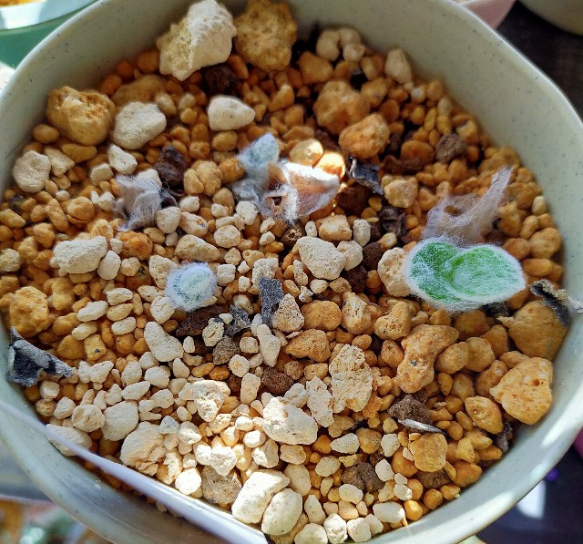f:id:corohako:20201219182813j:image f:id:corohako:20201219182813j:image