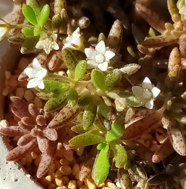 f:id:corohako:20201220200601j:image f:id:corohako:20201220200601j:image