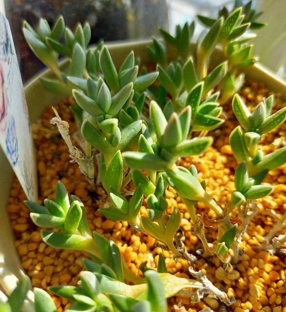 f:id:corohako:20201220200624j:image f:id:corohako:20201220200624j:image