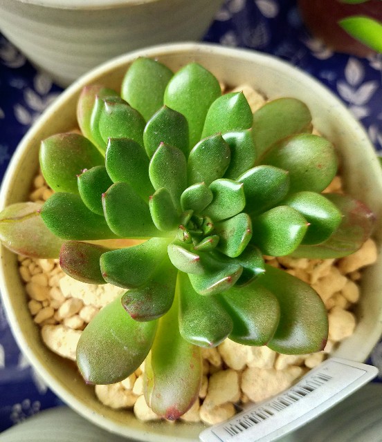 f:id:corohako:20201222165230j:image