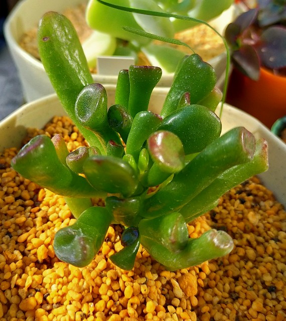 f:id:corohako:20201222165300j:image