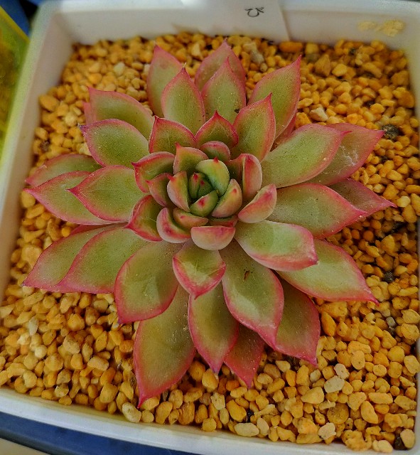 f:id:corohako:20201222171730j:image