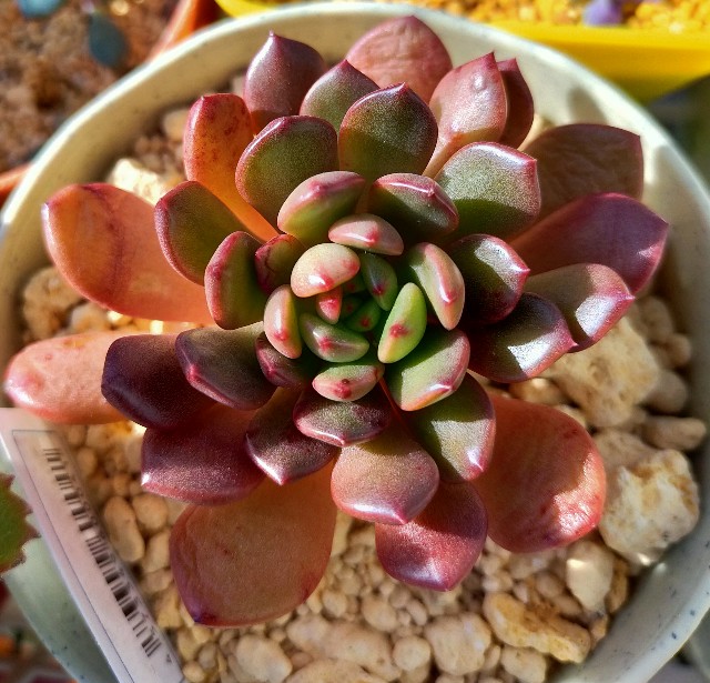 f:id:corohako:20201222171740j:image