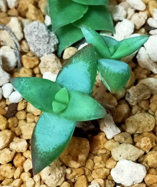 f:id:corohako:20201224164938j:image