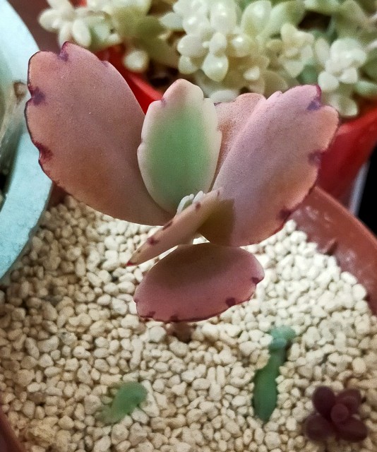 f:id:corohako:20201224165154j:image