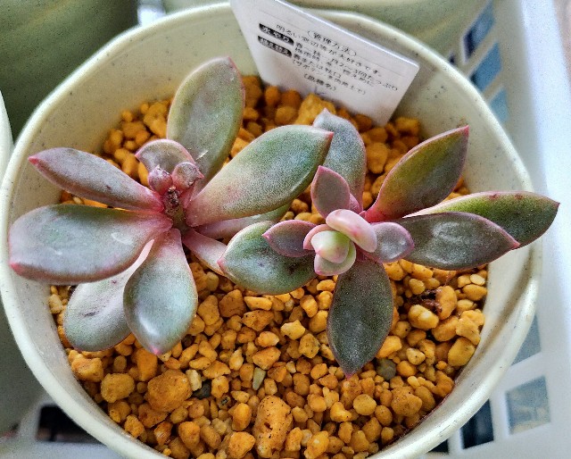 f:id:corohako:20201224165339j:image