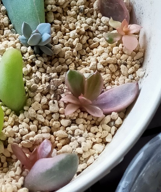 バイネシー葉挿し 【公式通販】 バイネシー葉挿し