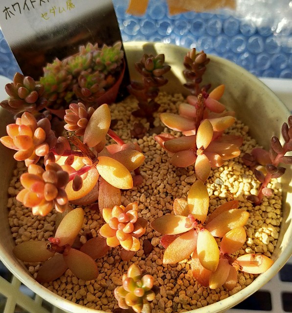 f:id:corohako:20210115184848j:image