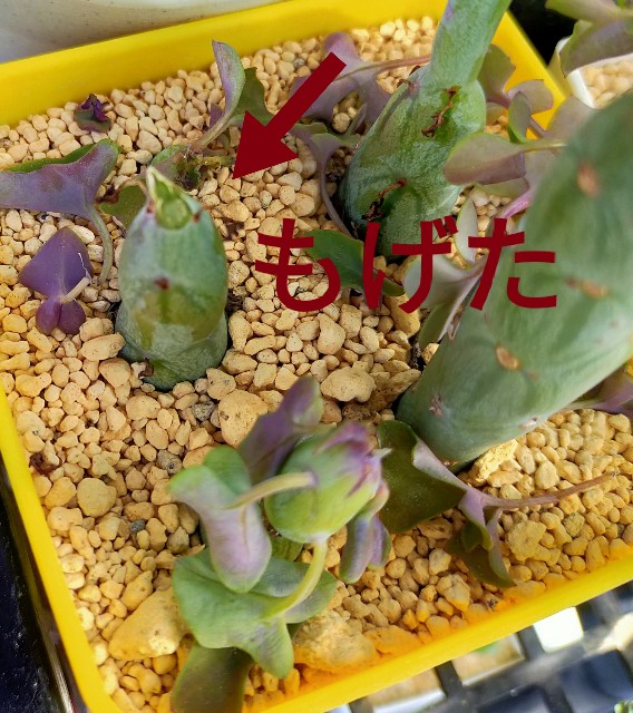 f:id:corohako:20210115185018j:image