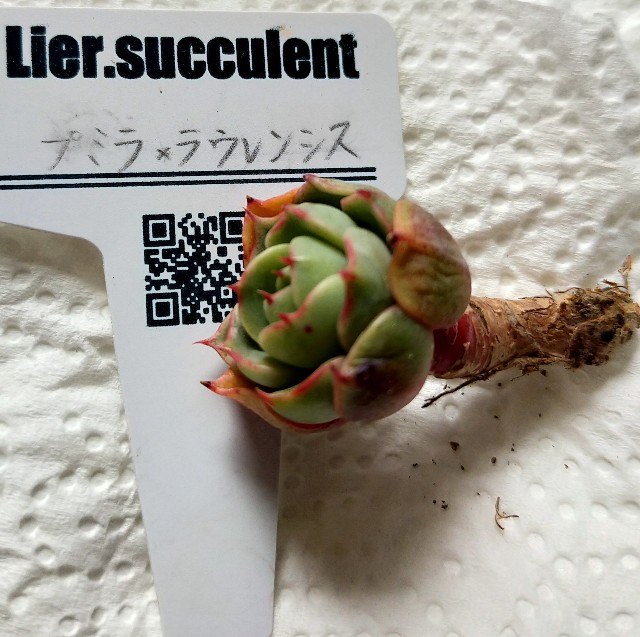 f:id:corohako:20210116201353j:image