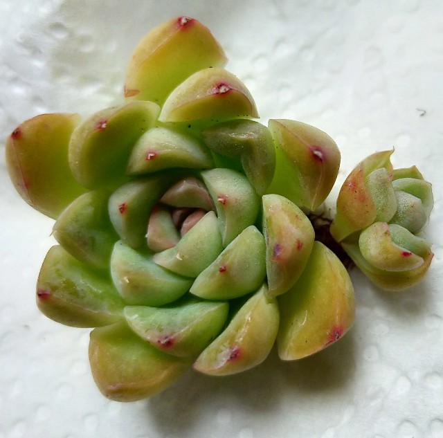 f:id:corohako:20210116201507j:image