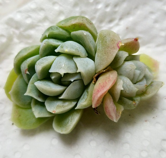 f:id:corohako:20210116201536j:image