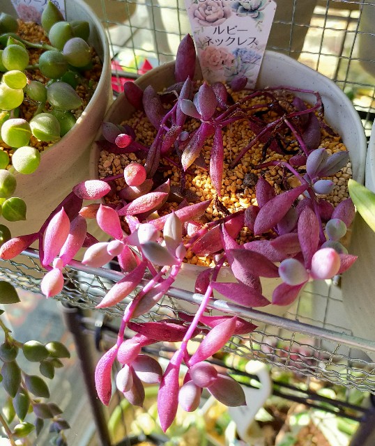 f:id:corohako:20210121160038j:image f:id:corohako:20210121160038j:image