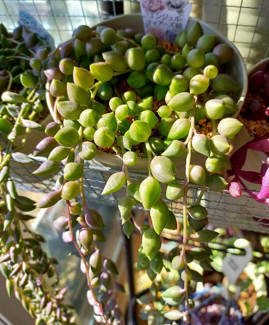 f:id:corohako:20210121160331j:image f:id:corohako:20210121160331j:image