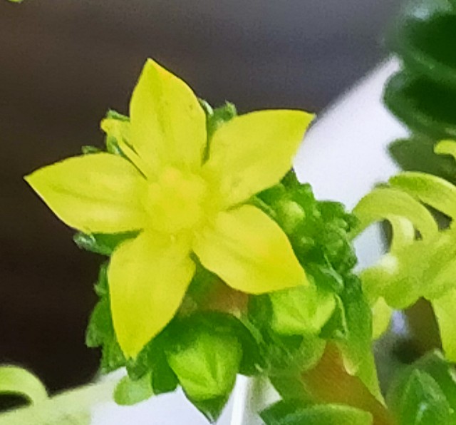 f:id:corohako:20210206195944j:image