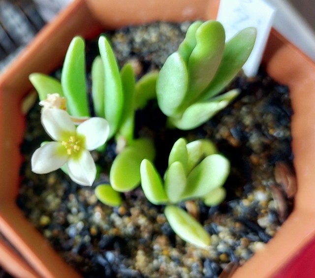 f:id:corohako:20210306184320j:image