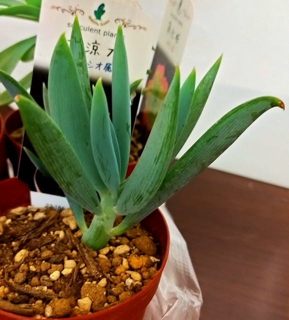 🌵多肉植物 また多肉狩り🤪清涼刀 他🌵 - コロの箱庭